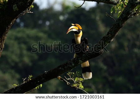 The great hornbill  is one of the larger members of the hornbill family. It is found in the Indian subcontinent