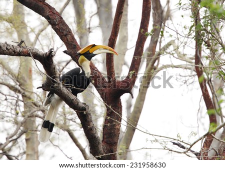 The great Hornbill perched in a tree, Jhirna forest, Jim Corbett