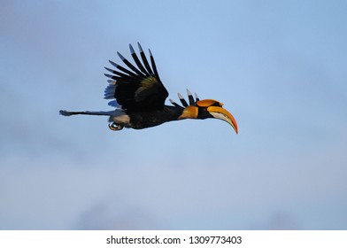 Great Hornbill,Great Indian hornbill , Great pied hornbill is giant bird have long lived living,big beak ,black feather color and white mark over the wings  flying over blue sky background ,Bird fying