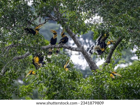 Great hornbills group eating fruit on the tree.