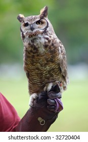 Great Horned Owl