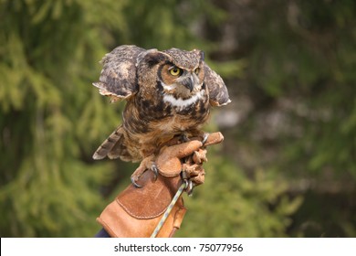 Great Horned Owl