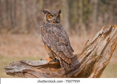 Great Horned Owl