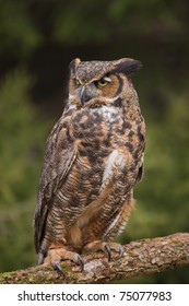 Great Horned Owl