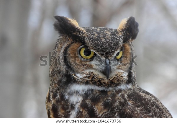great horned\
owl