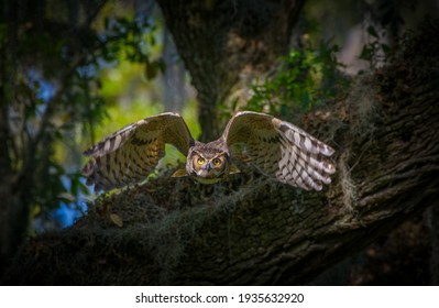 great horned owl adult (bubo virginianus) flying towards camera from oak tree, yellow eyes fixed on camera, wings open and flared showing inside feathers with black barring , north Florida - Powered by Shutterstock