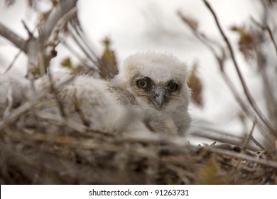 Great Horned Owl Babies In Nest