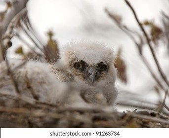 Great Horned Owl Babies In Nest