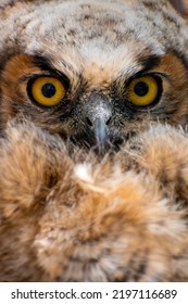 Great Horned Owl Baby Sits In It's Nest And Watches Me. 