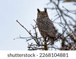 Great Horned Owl (Bubo virginianus), surveying a barren orchard. An eared and yellow eyed owl on an eerie gray day. 
