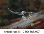 great horned owl (Bubo virginianus), also known as the tiger owl