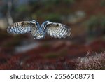 great horned owl (Bubo virginianus), also known as the tiger owl