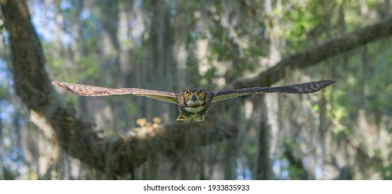 great horned owl (Bubo virginianus) flying straight at camera, wingspan fully extended to each side, intense yellow eyes stare