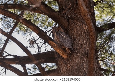 The Great Horned Owl (Bubo Virginianus ) In Wisconsin State Park.