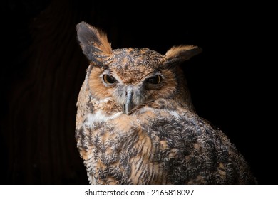 A Great Horned Owl (Bubo Virginianus) With Black Background