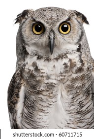 Great Horned Owl, Bubo Virginianus Subarcticus, In Front Of White Background