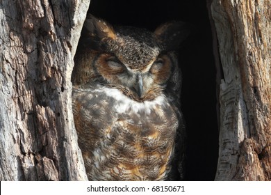 Great horned owl sleeping Images, Stock Photos & Vectors | Shutterstock