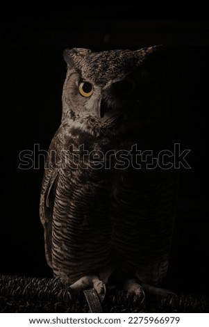 Great Horned Owl (Bubo virginianus) 