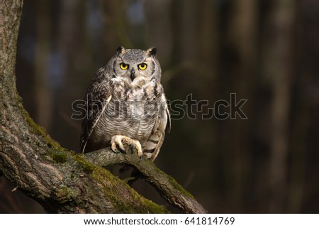 Great horned owl (Bubo virginianus), also known as the tiger owl. It is an extremely adaptable bird with a vast range and is the most widely distributed true owl in the Americas.