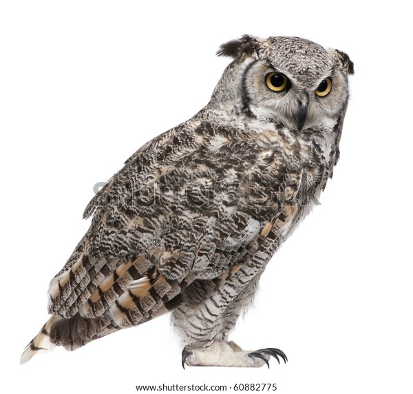 Great Horned Owl Bubo Virginianus Subarcticus Stock Photo (Edit Now ...