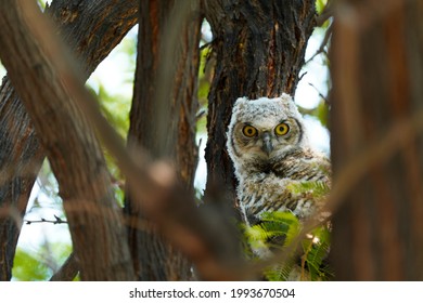 Great Horned Owl Chick With Baby Plumage In Arizona