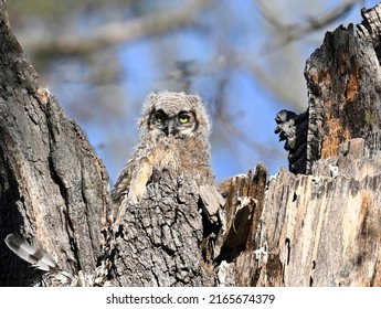 Great Horned Owl Chicks In Nest.