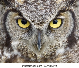 Great Horned Owl close up portrait of eyes and face with focus on the feathers around the eyes and other parts of the frame slightly out of focus - Powered by Shutterstock