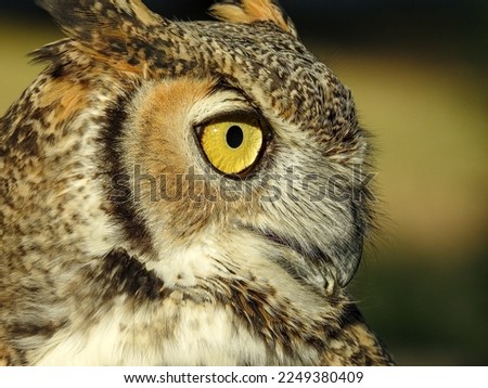 Great horned owl close-up portrait with big yellow eyes looking right