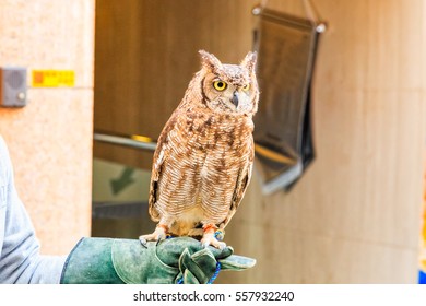  Great Horned Owl Or Eagle Owl 