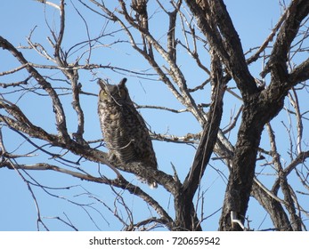 Great Horned Owl, Eastern Wyoming 