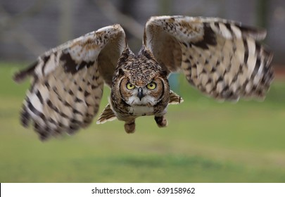 Great Horned Owl Flight Stock Photo 639158962 | Shutterstock