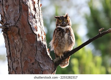 Great Horned Owl  Florida USA - Powered by Shutterstock