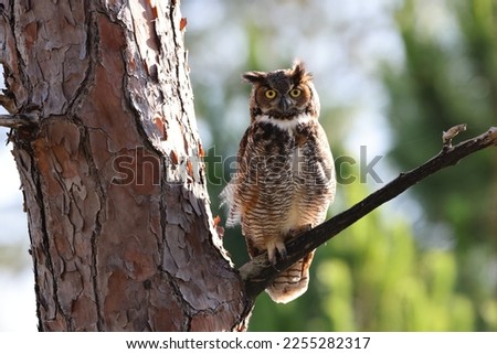 Great Horned Owl  Florida USA