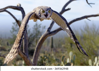Great Horned Owl Flying In Cactus Desert.
