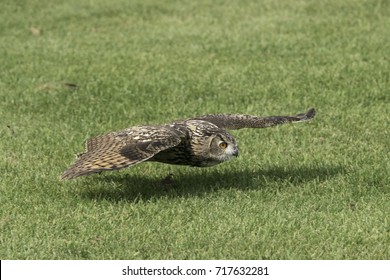 A Great Horned Owl Flying Low To The Ground.