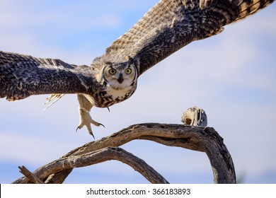 Great Horned Owl Flying Off.