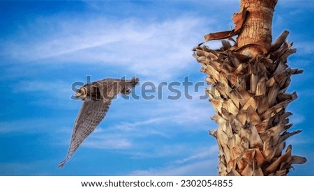 Great Horned owl flying out of a nest in a palm tree