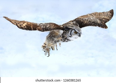 Great Horned Owl Flying In Raptor Show