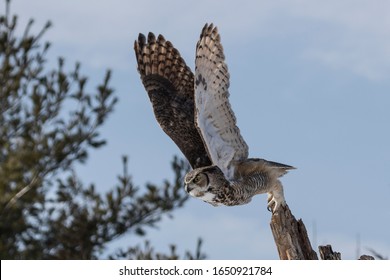 Great Horned Owl Flying From Stump