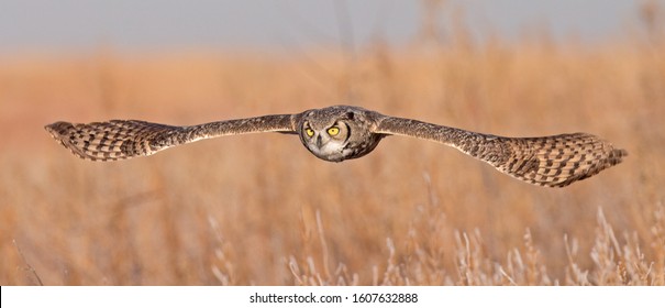 A Great Horned Owl Flying Toward The Camera