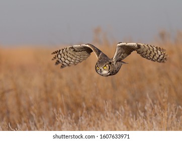 A Great Horned Owl Flying Toward The Camera.