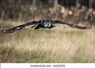 Great Horned Owl Flying Towards The Viewer.