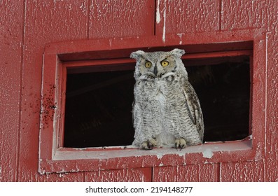 Great Horned Owl With Frost Bites Ears