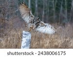A Great Horned Owl,  GHO  in full flight in the spring.   This majestic bird of prey is beautiful.  Wings, beak, feathers, eyes, prey, talons  