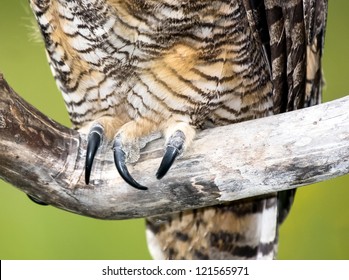 A Great Horned Owl Grasps A Branch With Big Talons