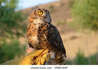 Great Horned Owl Held On Glove