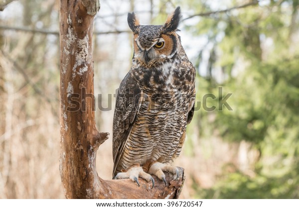 Great horned owl or hoot\
owl