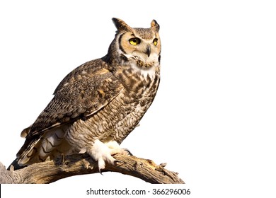 Great Horned Owl isolated on white background.