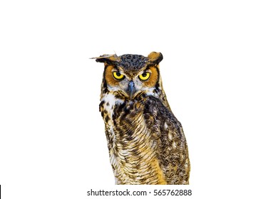 Great Horned Owl Isolated On White