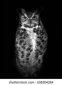 Great Horned Owl, Known By Its Scientific Name Bubo Virginianus, Isolated On Dark Background In Black And White